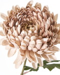 House Doctor Umělá květina Chrysanthemum Dusty Rose 60 cm, růžová barva, plast