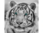Obraz na zeď Tygr, černobílý, 35x35 cm