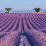 Nástěnný kalendář poznámkový 2027 Notique Provence, 30 x 30 cm