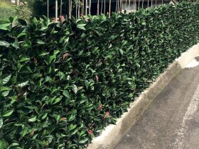 Umělý živý plot – Divy Photinia Plus