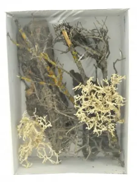 Lucky Reptile Deco Set Desert (FP-64216)