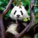 Nástěnný poznámkový kalendář 2026 NOTIQUE - Pandy, 30 x 30 cm