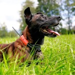 Obojek pro dalšího psa DOG GPS X25TB- zelená