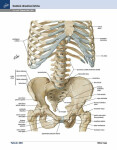 Netterův anatomický atlas člověka