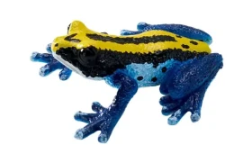 Mojo Pralesnička barvířská