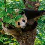 Nástěnný poznámkový kalendář 2026 NOTIQUE - Pandy, 30 x 30 cm