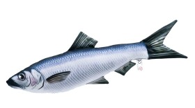 Gaby Polštář Sleď obecný mini 35 cm,Gaby Polštář Sleď obecný mini 35 cm