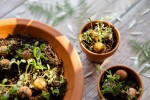 Blossombs Dárková sada semínek divokých květin Mother's day Medium – 9 ks, růžová barva, krémová barva, přírodní barva