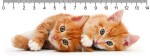 Pravítko 3D Two Ginger Kitten