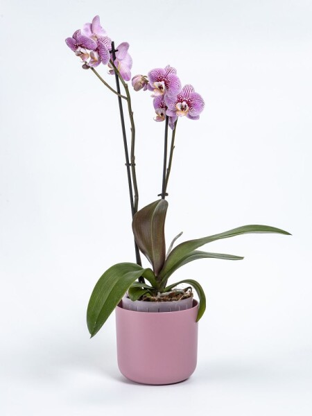 Samozavlažovací květináč Tolita Air ø 19 růžová