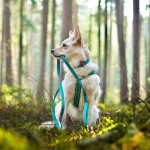 Postroj Casual Y ECO hnědý, Hurtta Postroje Velikost: 30-35 cm