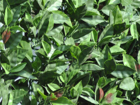 Umělý živý plot – Divy Photinia Plus 3x1,5 m [4,5 m²]