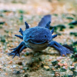 Nástěnný poznámkový kalendář 2026 NOTIQUE - Úsměv, prosím, 30 x 30 cm