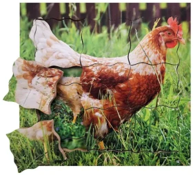Just Jigsaws 640 Slepice a její životní cyklus - dřevěné vrstvené puzzle