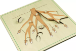 Moyo Montessori Moyo Montessori Puzzle - kořen