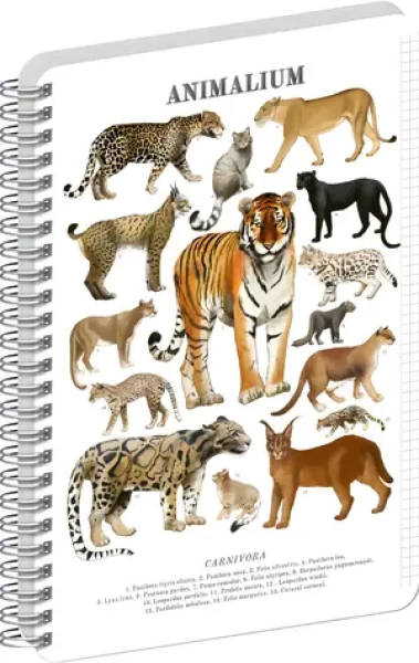 NOTIQUE Animalium – Kočkovité šelmy / Spirálový blok / A4 / čtverečkovaný