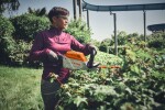 Aku nůžky na živý plot STIHL HSA 140 R 75 cm