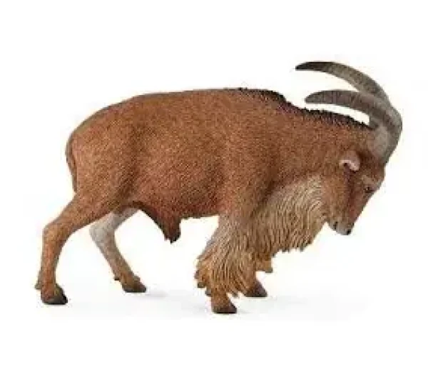 Collecta Paovce hřivnatá