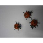 Erfurth.cz Mini beruška