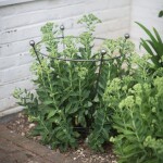 Garden Trading Kovová podpora pro rostliny Flared Plant Support, šedá barva, kov