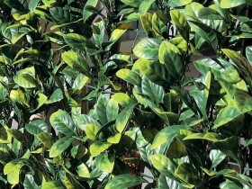Syntetický živý plot – Divy Laurus Plus 3x1 m [3 m²]