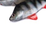 Fox Rage Gumová Nástraha Ultra Natural Perch Fillet 4ks,Fox Rage Gumová Nástraha Ultra Natural Perch Fillet 4ks