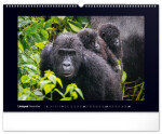 Kalendář 2025 nástěnný: Impozantní gorily, 48 33 cm