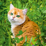 Nástěnný poznámkový kalendář 2026 NOTIQUE - Kočky, 30 x 30 cm