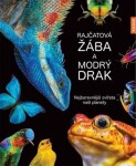 Rajčatová žába modrý drak