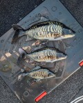 Fox Rage Gumová nástraha Ultra-Realistic Mirror Carp Replicant - 10cm 26g,Fox Rage Gumová nástraha Ultra-Realistic Mirror Carp Replicant - 10cm 26g