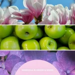 Millefiori Milano Magnolia Blossom Wood starorůžová / Vonný difuzér / 100 ml (77MDMW)