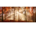 Panoramatický obraz na plátně Podzimní les, 140x60 cm