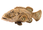 Mamido Sbírková figurka ryby námořníka Goliata šedá 11 cm