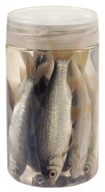 Chyť a pusť Nástražní rybičky v nálevu Plotice 10-12cm 8ks,Chyť a pusť Nástražní rybičky v nálevu Plotice 10-12cm 8ks