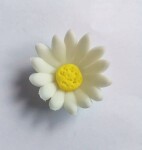 Dortisimo Cukrová sedmikráska malá bílá (25 ks)