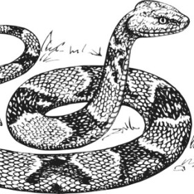 Hadí kůže - František Pavlíček - audiokniha