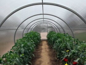 Obloukový polykarbonátový skleník Dodo 300 3×4 m PC 4 mm šedý