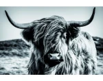 Obraz na plátně Skotská kráva 90x60 cm, černobílá