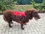 Zed sportovní postroj pro psa | 26 – 103 cm Barva: Červená, Obvod hrudníku: 28 - 54 cm, Obvod krku: 28 - 40 cm
