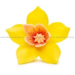Dortisimo Cukrová dekorace Pětilistá květina žlutá (20 ks)