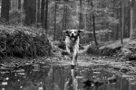 Obojek pro dalšího psa DOG GPS X30 - zelený