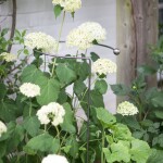 Garden Trading Kovová podpora pro zahradní rostliny Hoop Plant Support, šedá barva, kov