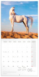 Kalendář 2024 poznámkový: Koně - Christiane Slawik, 30 × 30 cm