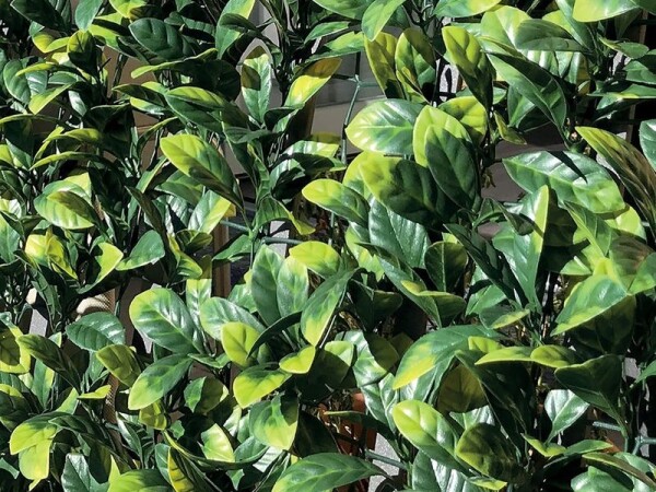 Syntetický živý plot – Divy Laurus Plus 3x1 m [3 m²]