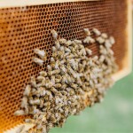 Včelařství Domovina Višně aronií medu Hmotnost: