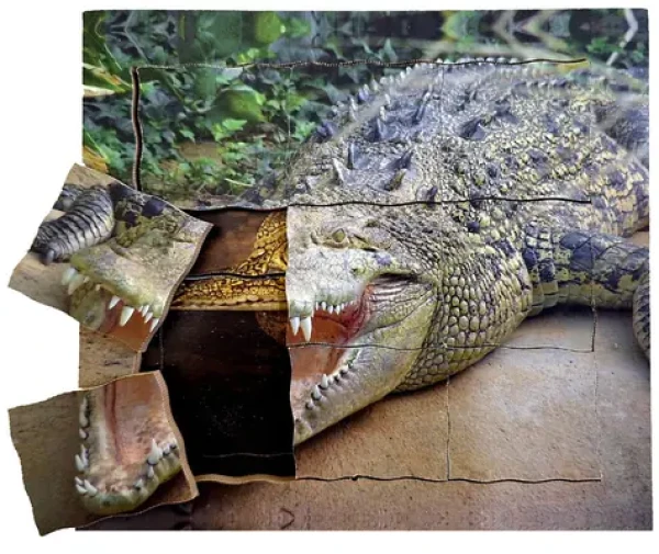 Just Jigsaws 641 Krokodýl a jeho životní cyklus - dřevěné vrstvené puzzle