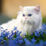 Nástěnný poznámkový kalendář 2026 NOTIQUE - Kočky, 30 x 30 cm