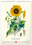 Nástěnný kalendář 2027 Notique Vintage herbář, 33 × 46 cm