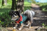 Christmas svetr pro psa Barva: Tmavě zelená, Délka zad (cm): 18, Obvod hrudníku: 23 - 28 cm