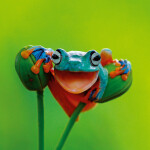 Nástěnný poznámkový kalendář 2026 NOTIQUE - Úsměv, prosím, 30 x 30 cm